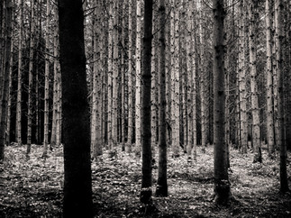 Une forêt silencieuse