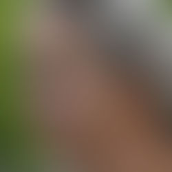 An Interview with Ann Frailey