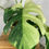 Thumbnail: Monstera Jungle Mint Variegata