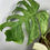 Thumbnail: Monstera Jungle Full Mint Variegata