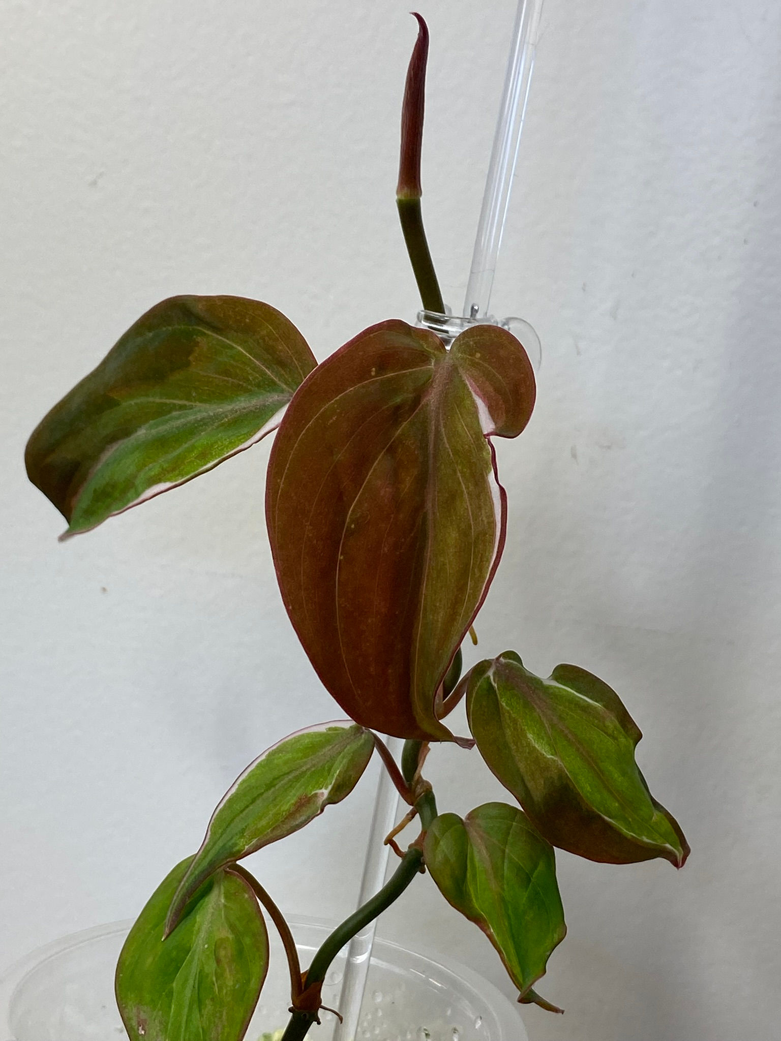 Philodendron Micans Halo Variegata