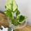 Thumbnail: Epipremnum sp cv Big Wow and Wave Leaf Variegata