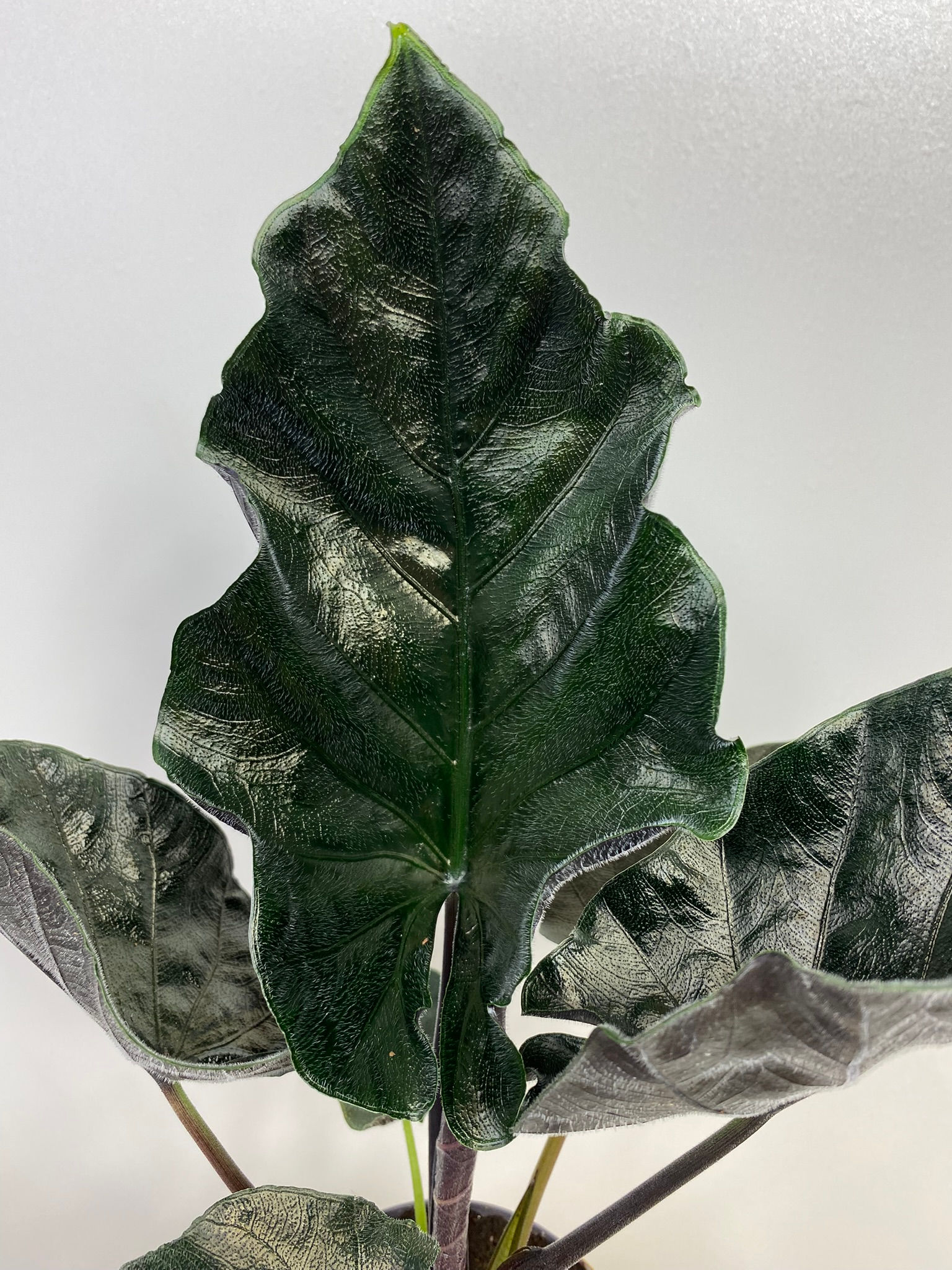 Alocasia Antoro Velvet Knol