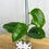 Thumbnail: Hoya Surigaoensis Gewortelde Stek