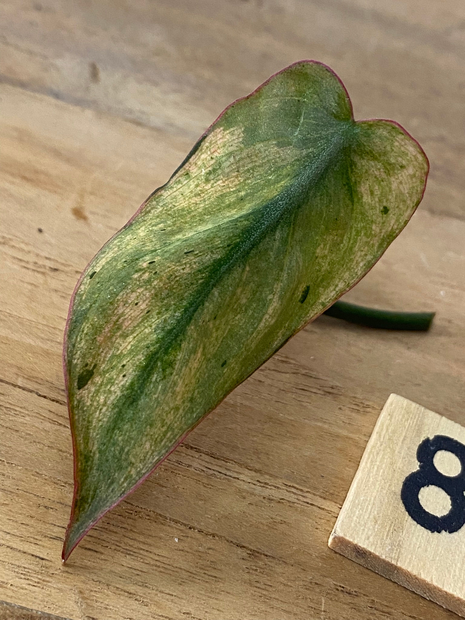 Philodendron Micans Mint Variegata Stek