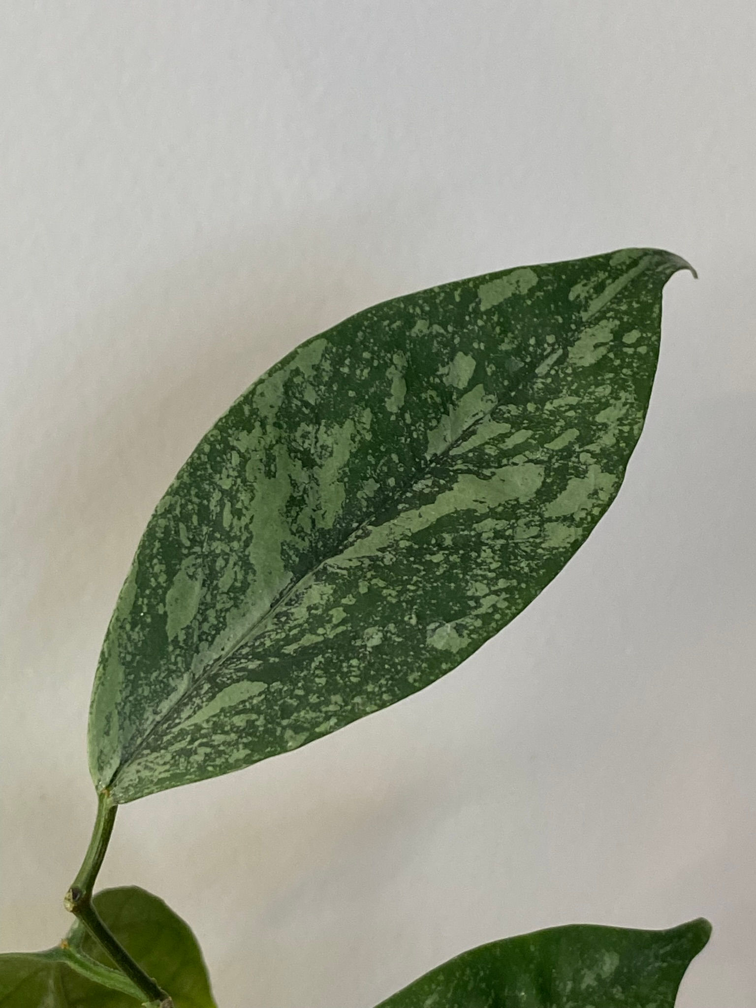 Hoya Coriacea Silver