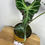 Thumbnail: Alocasia Loco P13