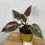 Thumbnail: Philodendron Pink Princess Marble P13