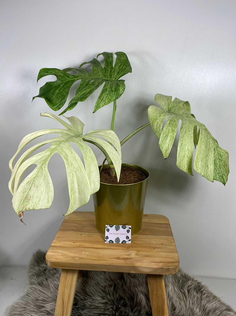Monstera Jungle Full Mint Variegata
