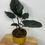Thumbnail: Alocasia Antoro Velvet P13