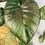 Thumbnail: Alocasia Serendipity Variegata P13