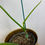 Thumbnail: Philodendron Jerry Horne