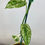 Thumbnail: Epipremnum Cebu Blue Variegata