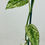 Thumbnail: Epipremnum Cebu Blue Variegata