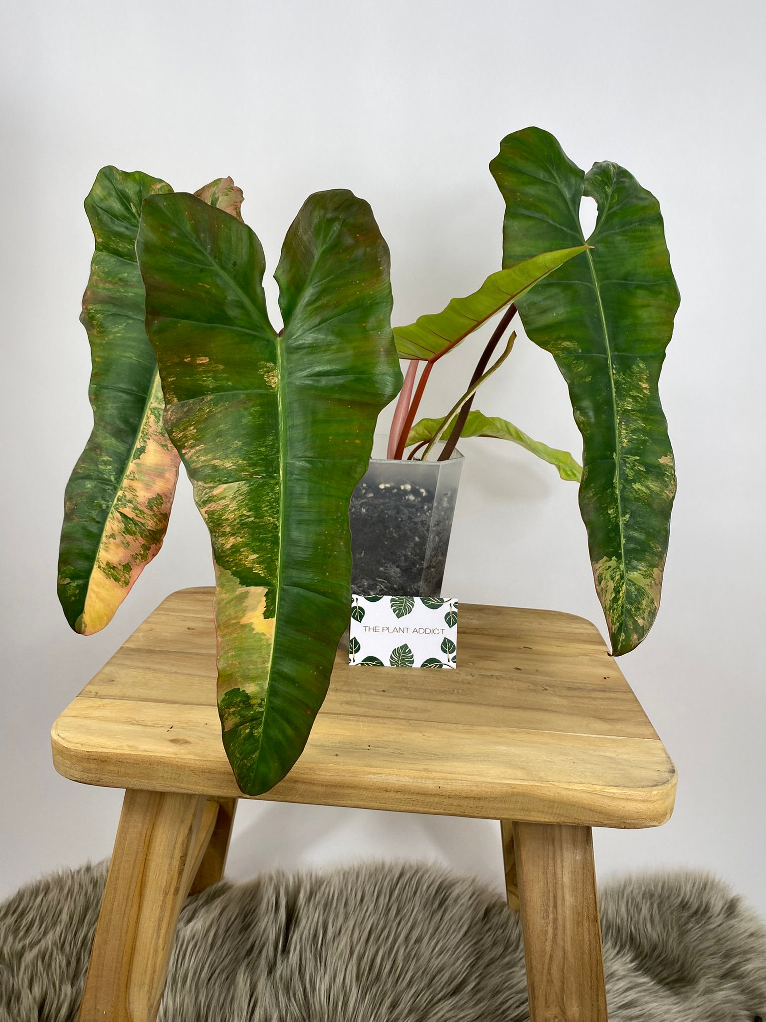 Philodendron Florida Beauty X Billitiae Variegata