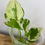 Thumbnail: Epipremnum sp cv Big Wow and Wave Leaf Variegata