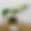 Thumbnail: Syngonium Batik Variegata P9