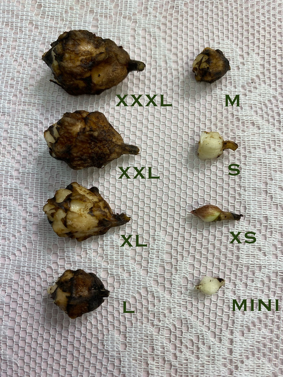 Alocasia knollen, corms, rhizome, bulbs