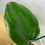 Thumbnail: Hoya Surigaoensis Gewortelde Stek