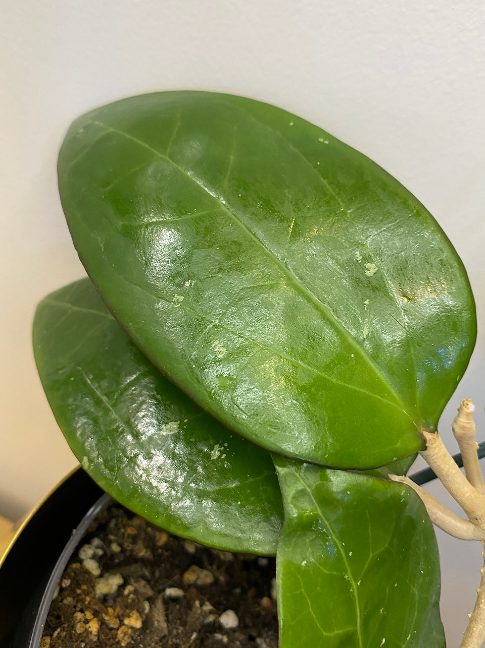 Thumbnail: Hoya sp Malang