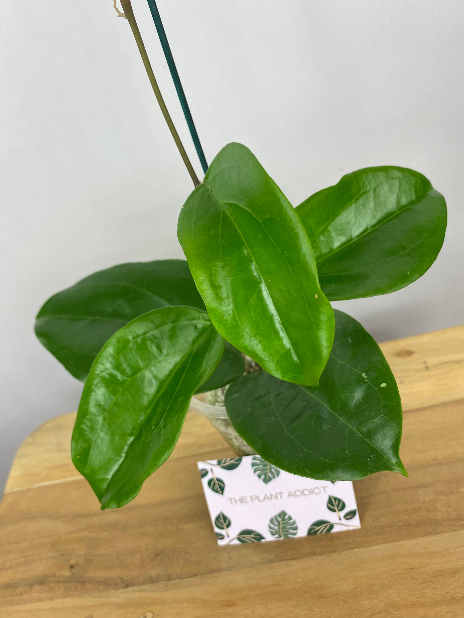 Hoya Surigaoensis Gewortelde Stek