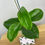 Thumbnail: Hoya Surigaoensis Gewortelde Stek