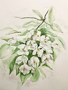 IMG_8068.jpeg