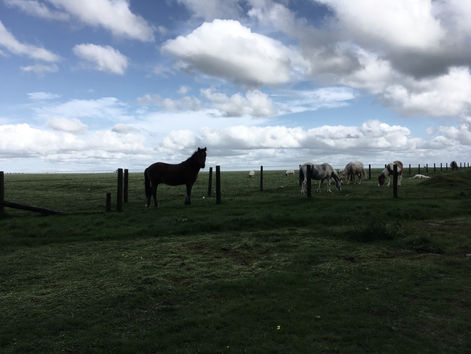 Escape to the moor