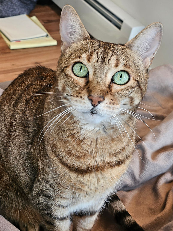 Close-up of a brown tabby cat with bright green eyes sitting indoors on a blanket, staring alertly at the camera.