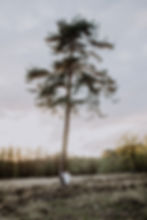Babybauchfotos in der Ohligser Heide, Familenfotografin Engelskirchen