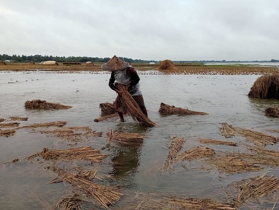 অসময়ের বৃষ্টিতে আমনের বিপুল ক্ষতি