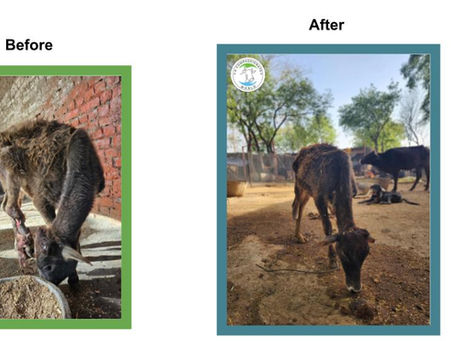 Raghav’s Road to Recovery