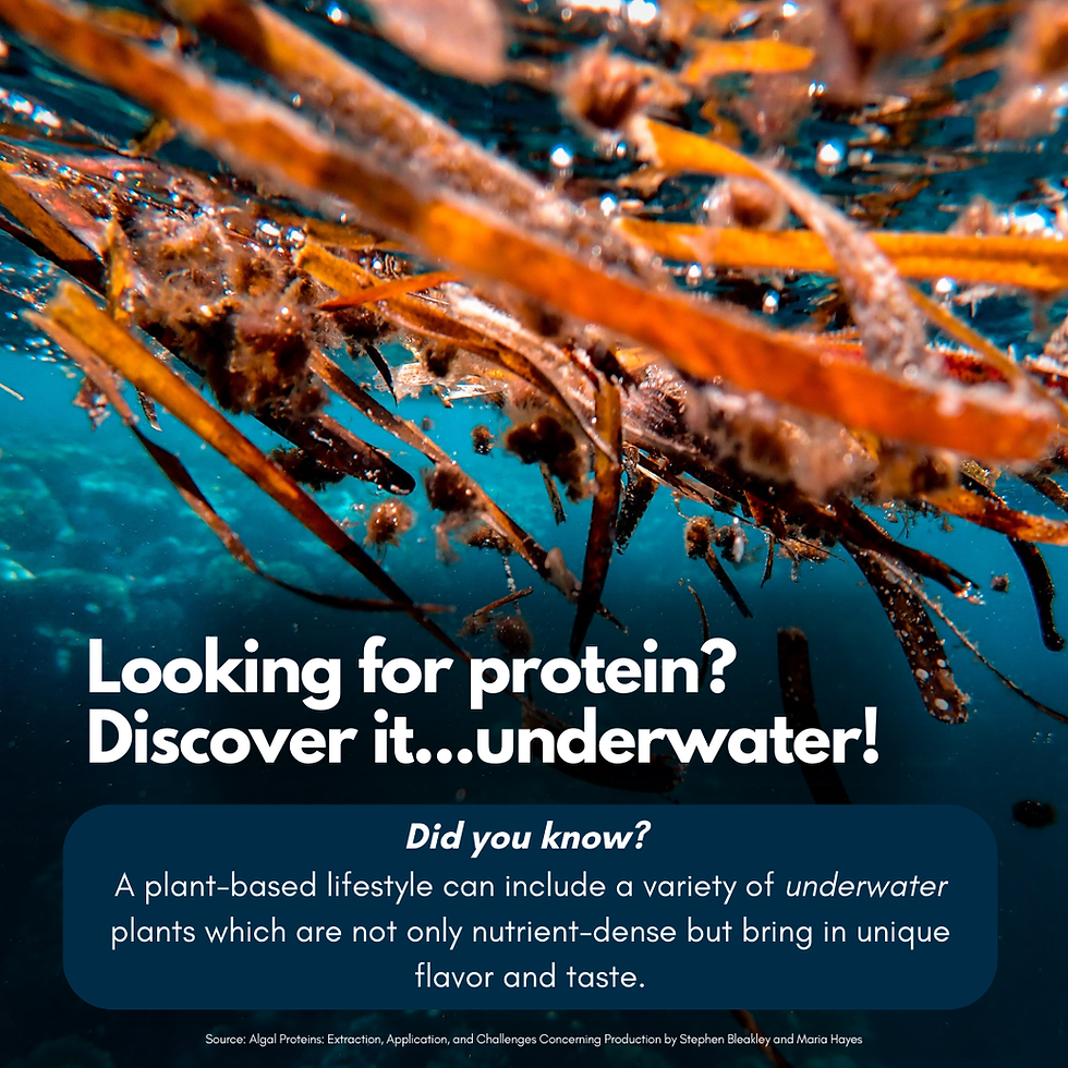 Sea Plants for Protein