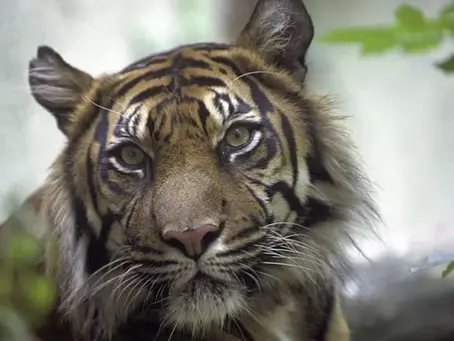 Major victory! President Biden signs the Big Cat Public Safety Act into law, December 20, 2022
