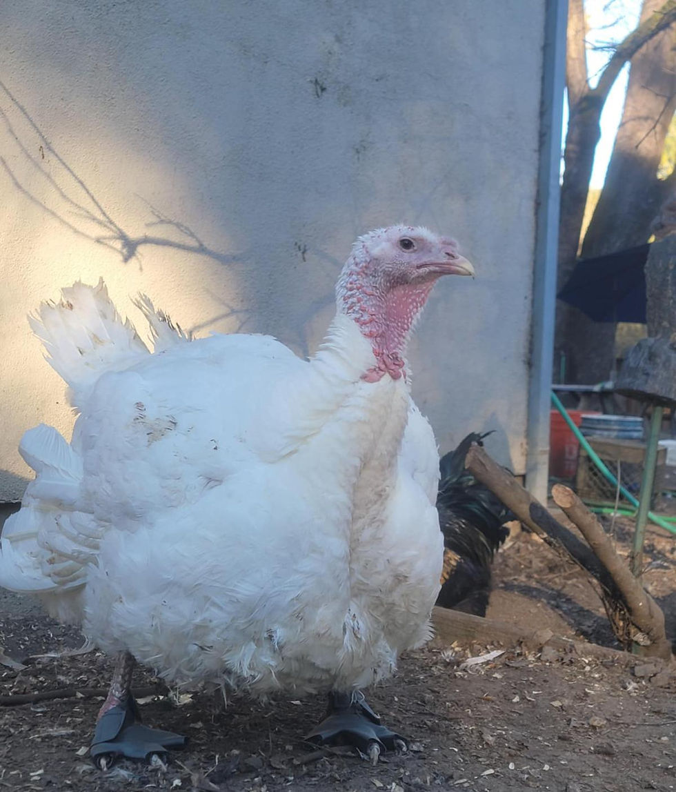 A resident of Hen Harbor enjoying the bird boots
