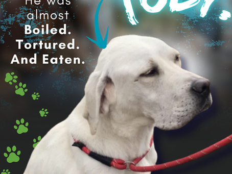 Take Action to Help Dogs and Cats Like Toby and End the Yulin Dog Meat Festival Forever