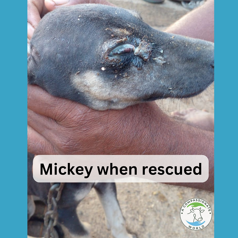 š¾ Uplifting rescue story from Virudhunagar, Tamil Nadu š¾