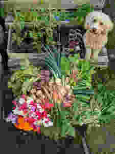 Delicious nutritious vegetables from Emilie's own allotment