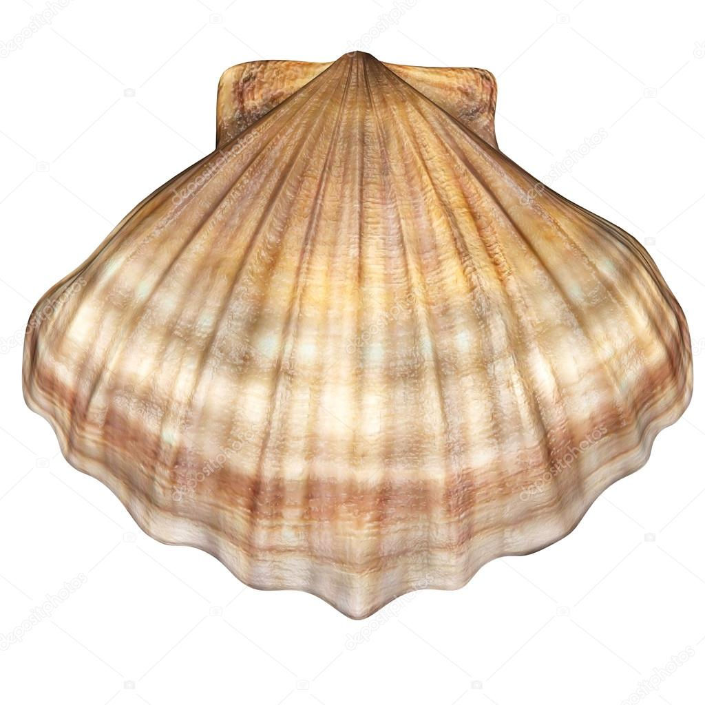 Live Single Oyster/Pearl Opening