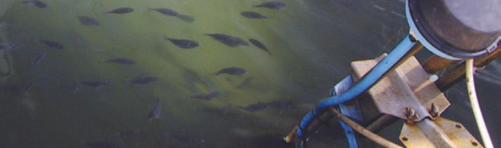 A fish farm