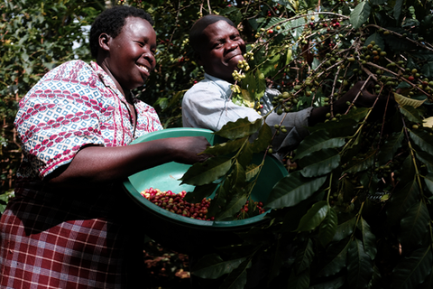 Harvesting Coffee Beans