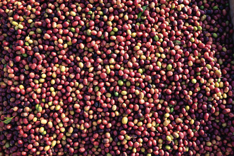 Quality Coffee Bean Products