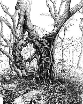 CraggyTree(8x10-WEB).jpg
