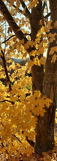 fall maple.jpg