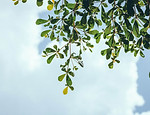 Tree Leaves