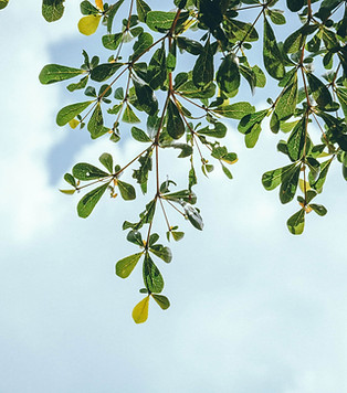 Tree Leaves