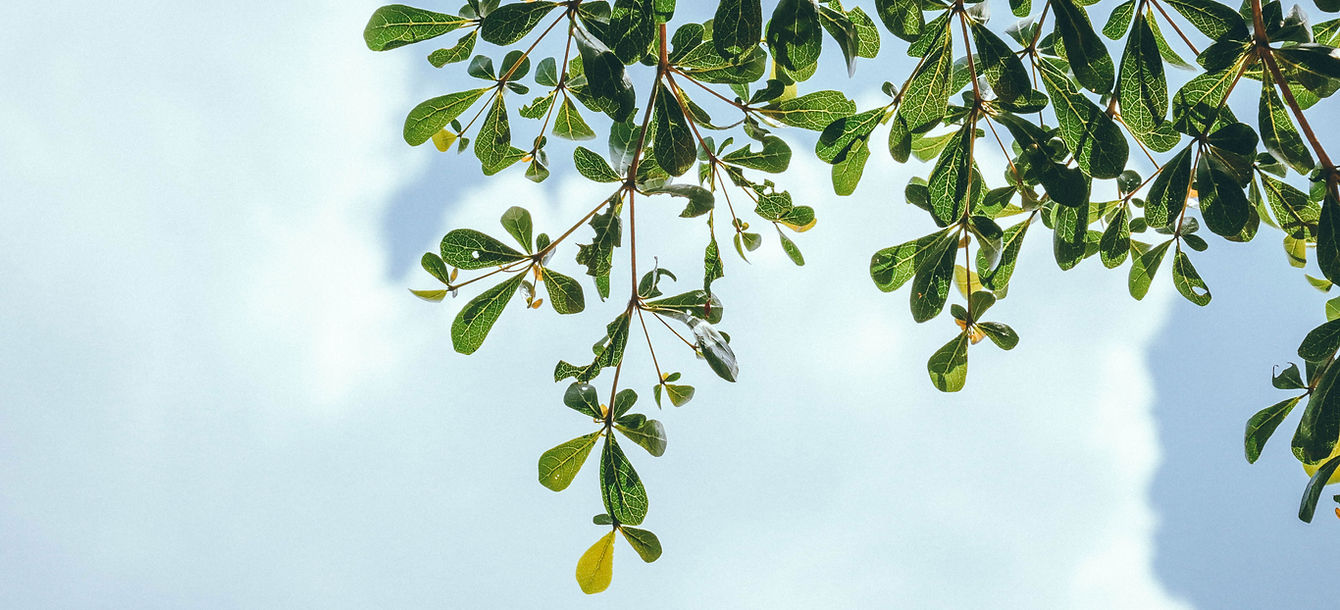 Tree Leaves
