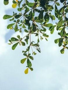 It struck me that life was indeed very short - by S.N.