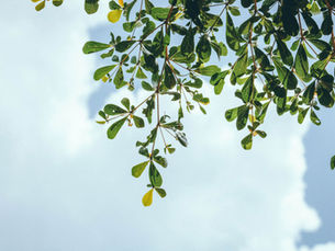 tree branch