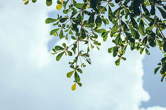 Hojas de árbol
